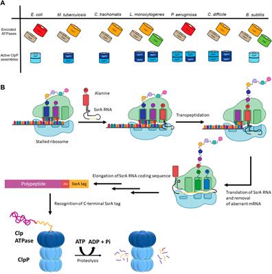 Cellular functions of the ClpP protease impacting bacterial virulence